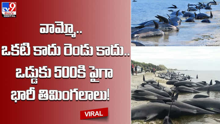 whales: వామ్మో.. ఒకటి కాదు రెండు కాదు.. ఒడ్డుకు 500కి పైగా భారీ తిమింగలాలు.! కళ్లుచెదిరే వీడియో.. whales: వామ్మో.. ఒకటి కాదు రెండు కాదు.. ఒడ్డుకు 500కి పైగా భారీ తిమింగలాలు.! కళ్లుచెదిరే వీడియో..