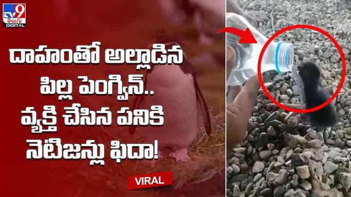 దాహంతో అల్లాడిన పిల్ల పెంగ్విన్.. వ్యక్తి చేసిన పనికి నెటిజన్లు ఫిదా దాహంతో అల్లాడిన పిల్ల పెంగ్విన్.. వ్యక్తి చేసిన పనికి నెటిజన్లు ఫిదా