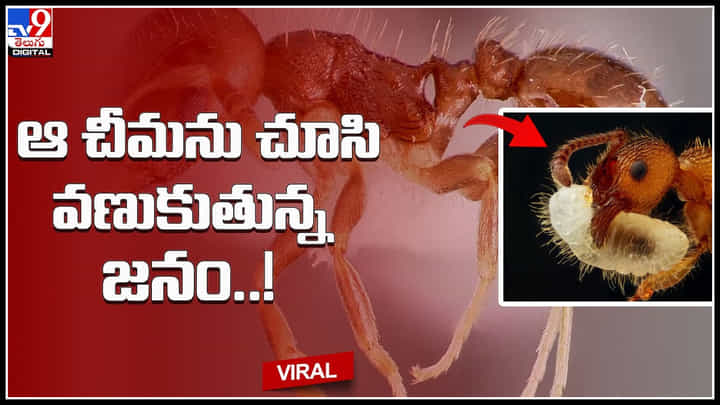 Ant face:చీమ ఫేస్ ఎలా ఉంటుందో తెలుసా.? చీమను క్లోజప్లో చూసి వణికిపోతున్న నెటిజన్లు..(వీడియో) Ant face:చీమ ఫేస్ ఎలా ఉంటుందో తెలుసా.? చీమను క్లోజప్లో చూసి వణికిపోతున్న నెటిజన్లు..(వీడియో)