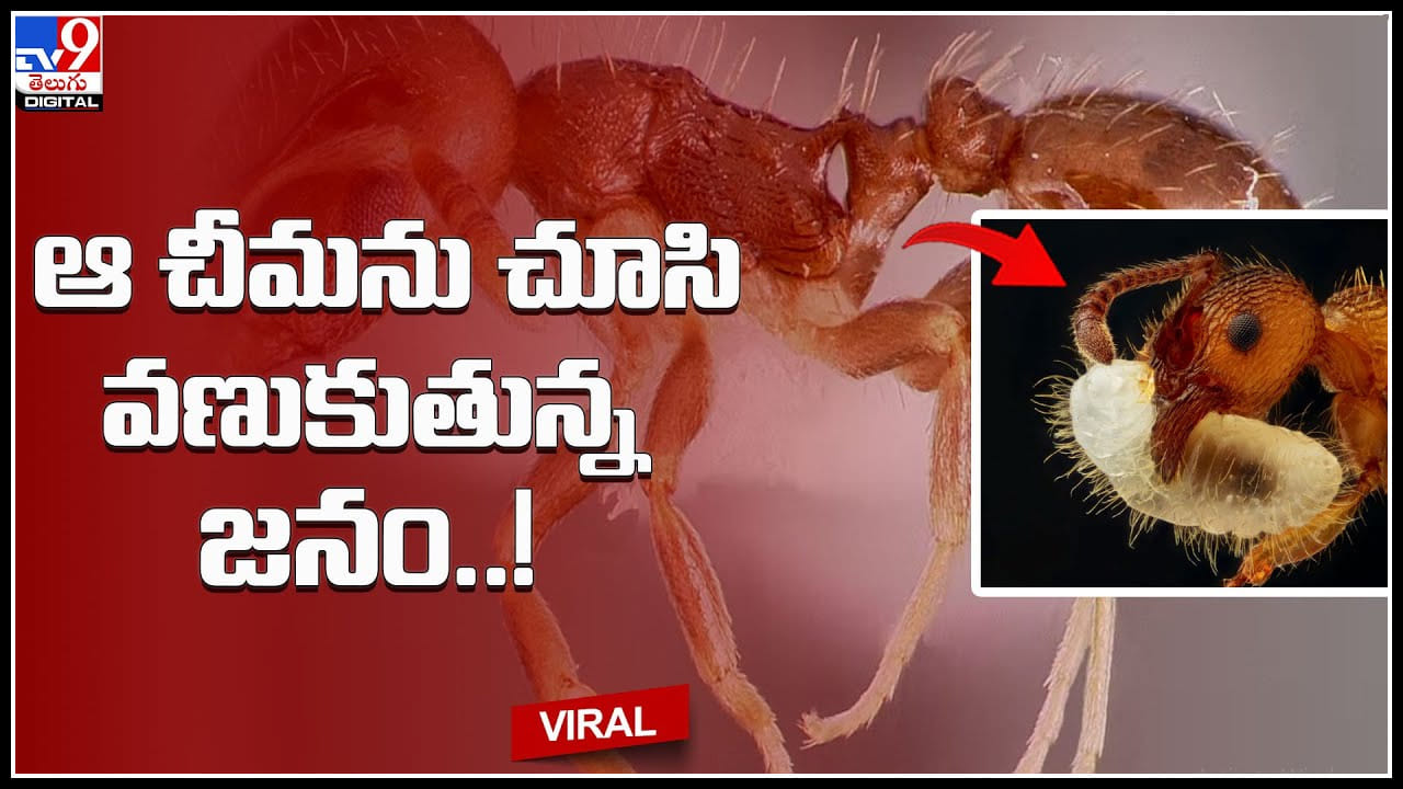 Ant face:చీమ ఫేస్ ఎలా ఉంటుందో తెలుసా.? చీమను క్లోజప్‌లో చూసి వణికిపోతున్న నెటిజన్లు..(వీడియో)