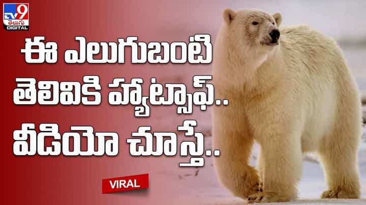 Polar Bear: ఈ ఎలుగుబంటి తెలివికి హ్యాట్సాఫ్ !! నెట్టింట తెగ వైరల్ అవుతున్న వీడియో Polar Bear: ఈ ఎలుగుబంటి తెలివికి హ్యాట్సాఫ్ !! నెట్టింట తెగ వైరల్ అవుతున్న వీడియో
