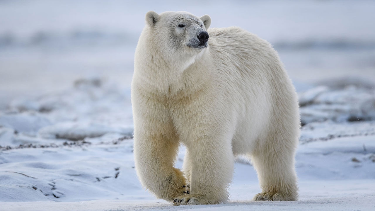 Polar Bear:ఈ ఎలుగుబంటి తెలివికి హ్యాట్సాఫ్‌.. మంచు పలక పగలకుండా ఏం చేసిందో మీరే చూడండి..
