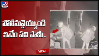 Venomous Snakes: వామ్మో ఇదే వింత.. స్మశానంలో విష సర్పాలు.. ఓ సమాధి నుంచి మరో సమాధికి జర్నీ..