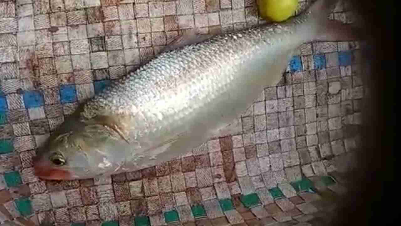 Pulasa Fish: ఆహా.. పులసనా మజాకా..! బంగారంతో పోటీపడుతున్న గోదావరి లైవ్ ఫిష్.. ధర తెలిస్తే షాకే..