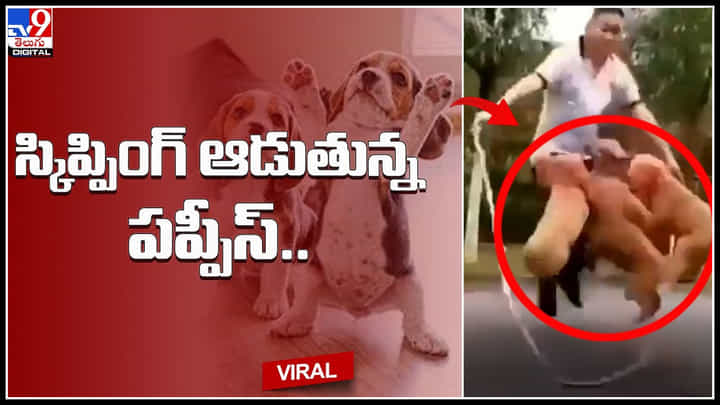Puppies skipping: యజమానితో కలిసి స్కిప్పింగ్ ఆడుతున్న కుక్కపిల్లలు.. తెగ ఎంజాయ్ చేస్తున్న నెటిజన్లు.. Puppies skipping: యజమానితో కలిసి స్కిప్పింగ్ ఆడుతున్న కుక్కపిల్లలు.. తెగ ఎంజాయ్ చేస్తున్న నెటిజన్లు..