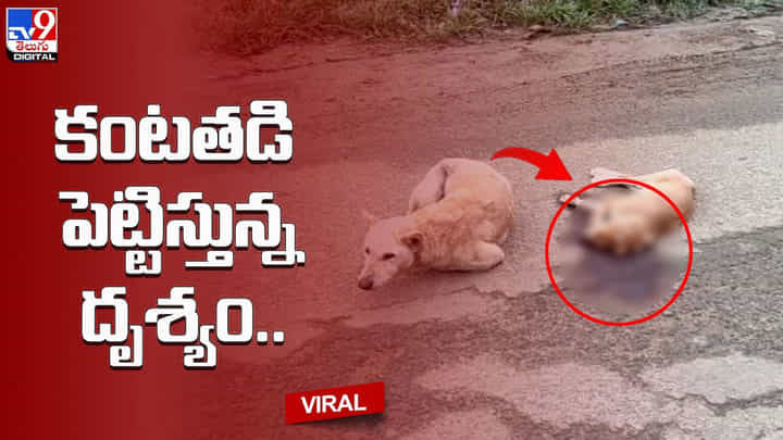 రోడ్డు దాటుతుండగా వాహనం ఢీకొని కుక్కపిల్ల మృతి.. కంటతడి పెట్టిస్తున్న దృశ్యం రోడ్డు దాటుతుండగా వాహనం ఢీకొని కుక్కపిల్ల మృతి.. కంటతడి పెట్టిస్తున్న దృశ్యం