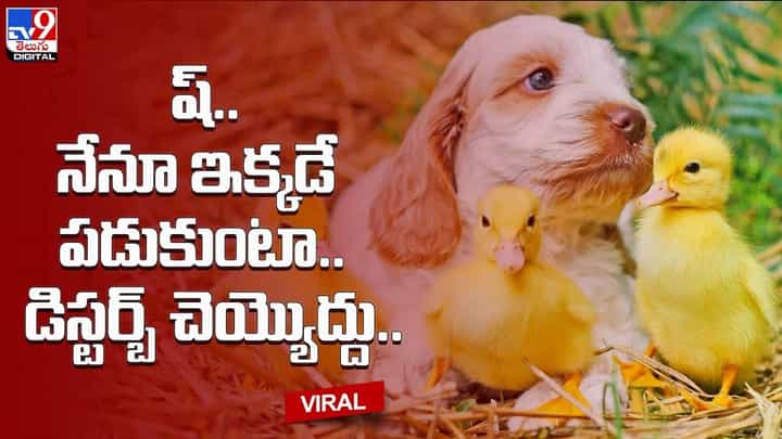 ష్.. నేనూ ఇక్కడే పడుకుంటా.. డిస్టర్బ్ చెయ్యొద్దు.. ష్.. నేనూ ఇక్కడే పడుకుంటా.. డిస్టర్బ్ చెయ్యొద్దు..