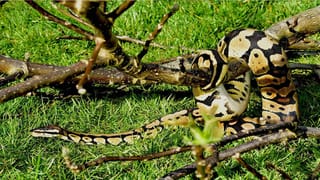 Hyderabad Crime: పాత బస్తీలో రౌడీ షీటర్‌ దారుణ హత్య..! భయాందోళనలో స్థానికులు..