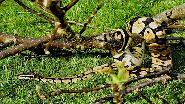 Hyderabad: శ్మశాన వాటికలో తిరుగాడుతోన్న భారీ కొండ చిలువ .. హైదరబాదీలను హడలెత్తిస్తోన్న వీడియో