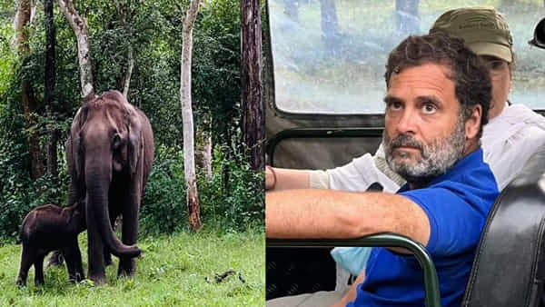 గాయపడిన ఏనుగును చూసి చలించిపోయిన రాహుల్ గాంధీ.. రక్షించాలంటూ సీఎంకు లేఖ