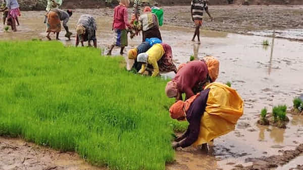 Andhra Pradesh: పొలంలో పని చేస్తుండగా కనిపించిన ఊహించని దృశ్యం.. భయంతో రైతులు పరుగో పరుగు..
