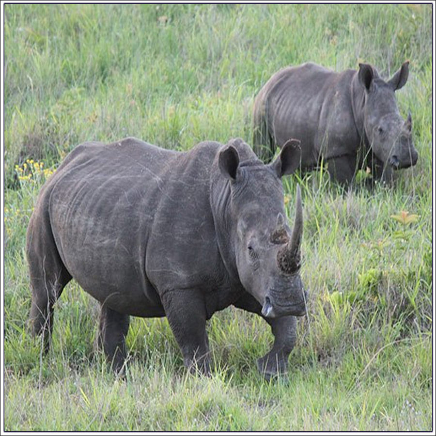 Rhinoceros Horn: ఖడ్గ మృగాల కొమ్ములకు లక్షల్లో ధర.. వాటి ప్రత్యేకత