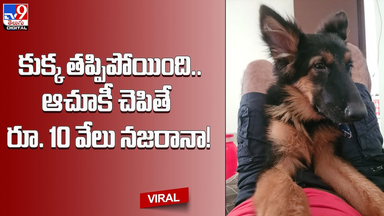 Dog Missing: కుక్క తప్పిపోయింది.. ఆచూకీ చెపితే రూ. 10 వేలు బహుమతి.! ఆనవాలు ఇవే..