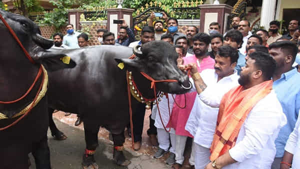 Sadar-2022: సదర్ ఉత్సవాలకు సిద్ధమైన హైదరాబాద్ నగరం.. ఈ దున్నలకు 30 లీటర్ల పాలతో పాటు డ్రై ఫ్రూట్స్