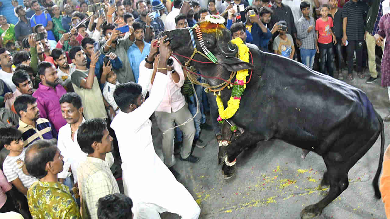 Sadar Festival: భాగ్యనగరంలో సదర్ సందడి.. యాదవులతో కలిసి సంబరాల్లో పాల్గొన్న మంత్రి తలసాని