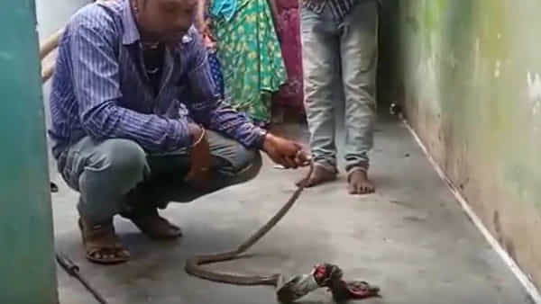 ఎరగా భావించి లోదుస్తులు మింగేసిన పాము.. ఎరక్కపోయి ఎలా ఇరుక్కుపోయిందో చూడండి...