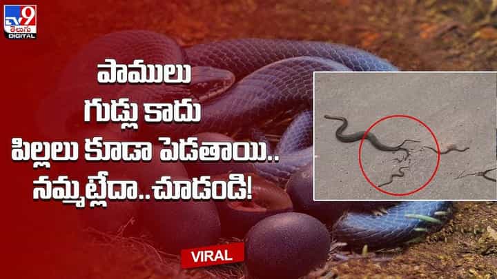 పాములు గుడ్లు కాదు పిల్లలు కూడా పెడతాయి.. నమ్మట్లేదా.. అయితే ఈ వీడియో చూడాల్సిందే పాములు గుడ్లు కాదు పిల్లలు కూడా పెడతాయి.. నమ్మట్లేదా.. అయితే ఈ వీడియో చూడాల్సిందే