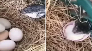 Kerala: కానిస్టేబుల్‌ అయి ఉండి ఇలాంటి  కక్కుర్తి  పనులేంటి సామీ..  ఏం దొంగతనం చేశాడో తెలిస్తే అవాక్కవుతారు..