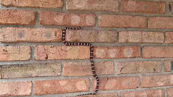 Snake: ఇటుకల గోడను చాకచక్యంగా ఎక్కేసిన పాము.. నోకియా స్నేక్ గేమ్ను తలపిస్తోన్న వీడియో