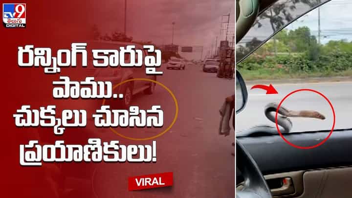 రన్నింగ్ కారుపై పాము !! చుక్కలు చూసిన ప్రయాణికులు.. చివరికి ఏమైందంటే ?? రన్నింగ్ కారుపై పాము !! చుక్కలు చూసిన ప్రయాణికులు.. చివరికి ఏమైందంటే ??