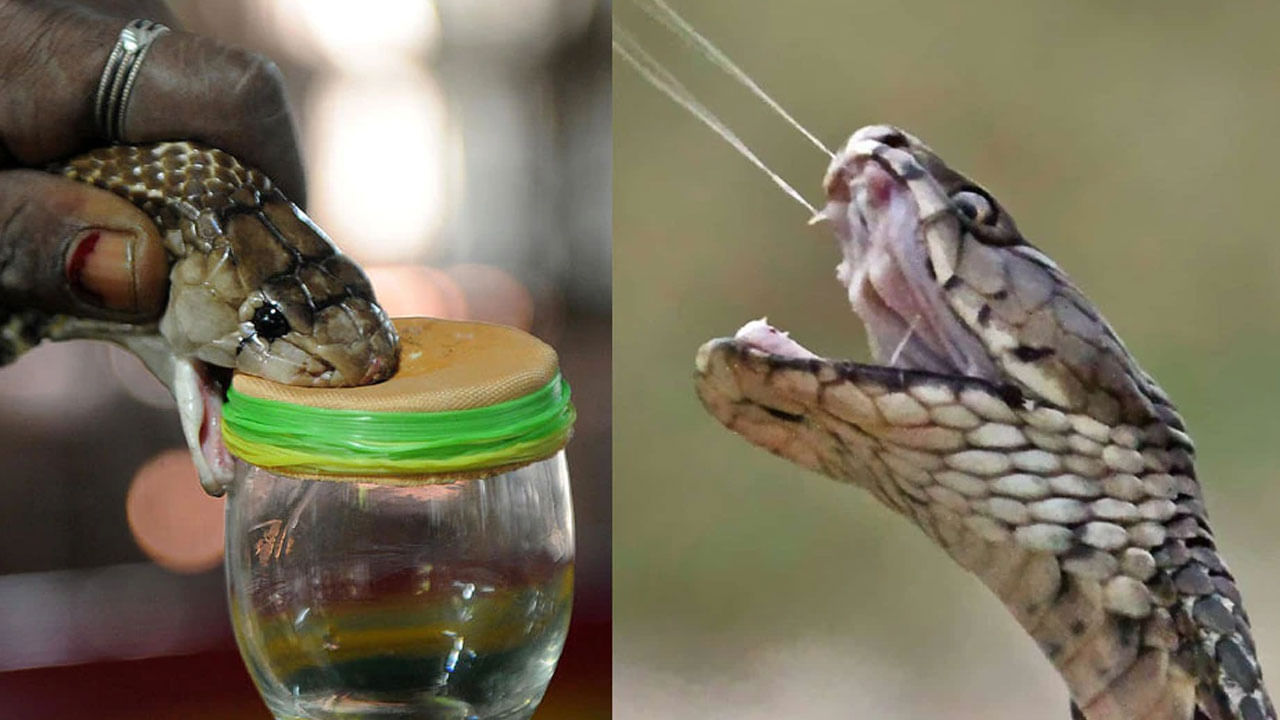 Snake Venom: ఫ్రాన్స్ టు చైనా.. వయా భారత్.. అక్రమంగా తరలిస్తున్న రూ.30 కోట్ల పాము విషం స్వాధీనం..