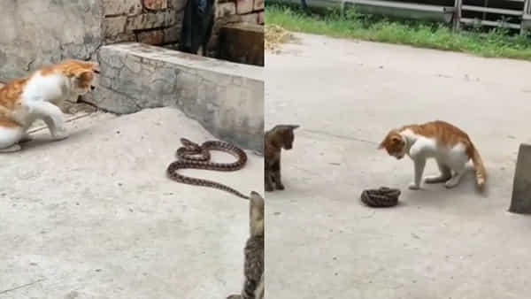 Snake vs Cat: పిల్లికి చెలగాటం.. పాముకు ప్రాణసంకటం.. నెట్టింట్లో వీడియో వైరల్