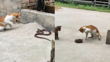 Snake vs Cat: పిల్లికి చెలగాటం.. పాముకు ప్రాణసంకటం.. నెట్టింట్లో వీడియో వైరల్