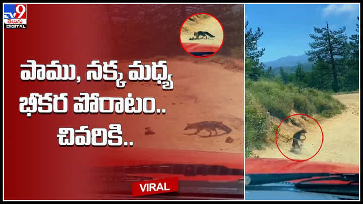 Snake vs Jackal: పాము, నక్క మధ్య భీకర పోరాటం.. చివరికి.. రోమాలు నిక్కబొడుచుకునెలా ఉన్న వీడియో.. Snake vs Jackal: పాము, నక్క మధ్య భీకర పోరాటం.. చివరికి.. రోమాలు నిక్కబొడుచుకునెలా ఉన్న వీడియో..