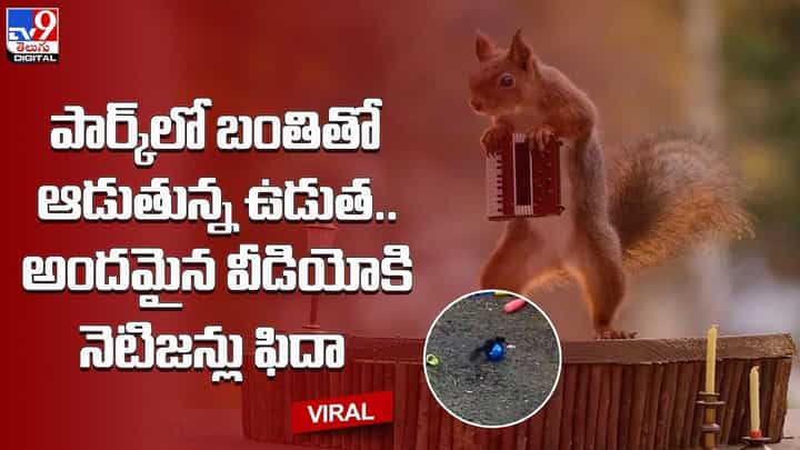 పార్క్లో బంతితో ఆడుతున్న ఉడుత.. అందమైన వీడియోకి నెటిజన్లు ఫిదా పార్క్లో బంతితో ఆడుతున్న ఉడుత.. అందమైన వీడియోకి నెటిజన్లు ఫిదా