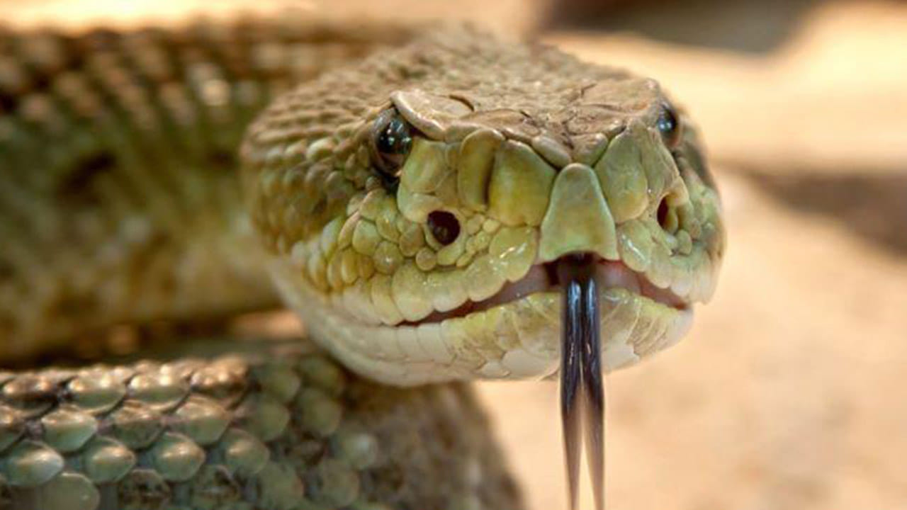 Stop Snake Entry: పాముల ఇంట్లోకి రాకుండా ఇలా ఫుల్ స్టాప్ పెట్టండి.. అదిరిపోయే చిట్కాలు మీ కోసం..