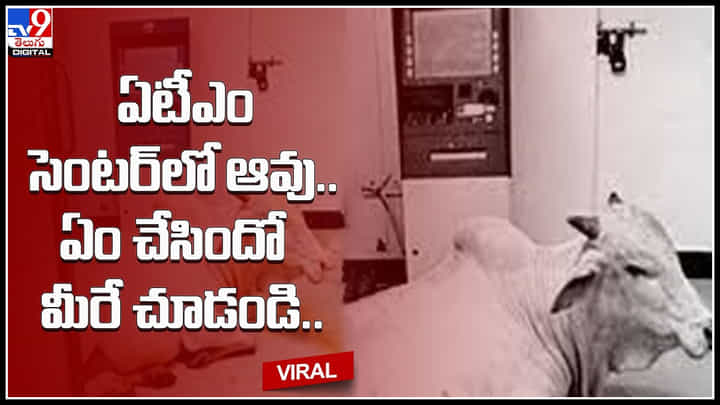 Cow in ATM: అబ్బా ఏసీ ఎంత బాగుందో.. ఏటీఎం సెంటర్లో ఆవు.. ఏం చేసిందో మీరే చూడండి.. Cow in ATM: అబ్బా ఏసీ ఎంత బాగుందో.. ఏటీఎం సెంటర్లో ఆవు.. ఏం చేసిందో మీరే చూడండి..