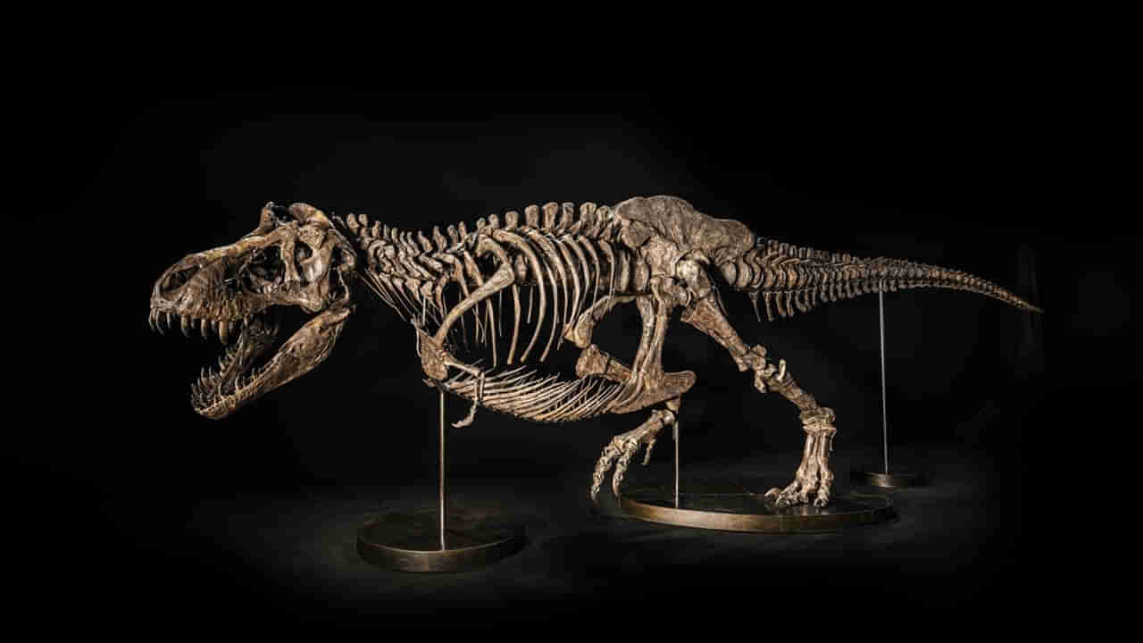 T-Rex Skeleton: వేలానికి సిద్దమైన భారీ డైనోసార్‌ అస్థిపంజరం.. ఎప్పుడు..? ఎక్కడంటే..?