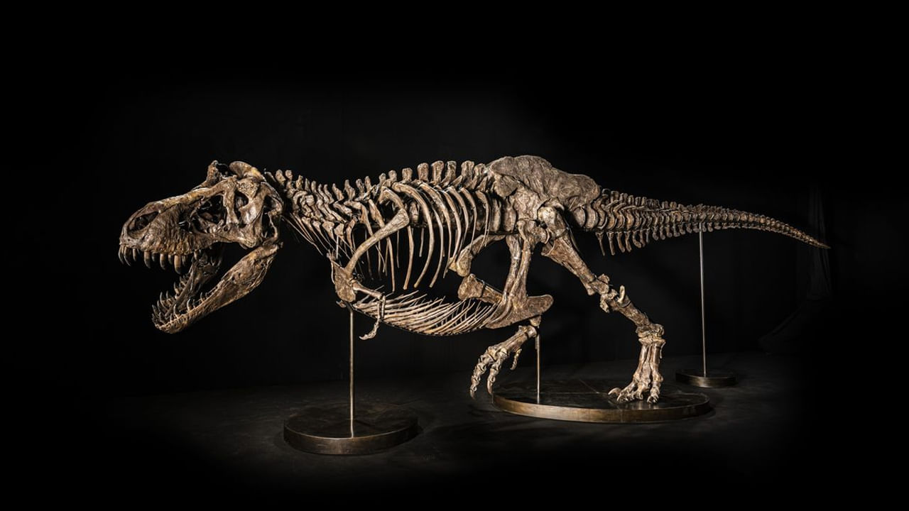 T-Rex Skeleton: వేలానికి సిద్దమైన భారీ డైనోసార్‌ అస్థిపంజరం.. ఎప్పుడు..? ఎక్కడంటే..?