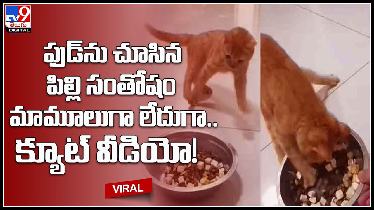 Cat Eating Food: ఫుడ్‌ను చూసిన పిల్లి సంతోషం మామూలుగా లేదుగా.. క్యూట్ వీడియో.!