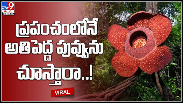 World Largest flower: ప్రపంచంలోనే అతి పెద్ద పుష్పం రాఫ్లేసియా ఆర్నాల్డి.. ట్రెక్కింగ్ చేసే వ్యక్తికి కనిపించిన పుష్పం.. World Largest flower: ప్రపంచంలోనే అతి పెద్ద పుష్పం రాఫ్లేసియా ఆర్నాల్డి.. ట్రెక్కింగ్ చేసే వ్యక్తికి కనిపించిన పుష్పం..