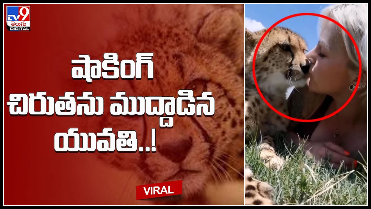 Woman Kiss Leopard: షాకింగ్..! ఈమెకు ఎంత ధైర్యమో చూడండి చిరుతకు లిప్ లాక్ ఇచ్చిన యువతి..! వీడియో వైరల్.. Woman Kiss Leopard: షాకింగ్..! ఈమెకు ఎంత ధైర్యమో చూడండి చిరుతకు లిప్ లాక్ ఇచ్చిన యువతి..! వీడియో వైరల్..