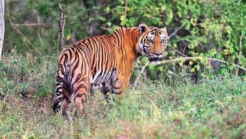 Tiger: ఆ జిల్లాలో పులి సంచారం.. పశువుల మందపై పంజా విసురుతున్న టైగర్‌