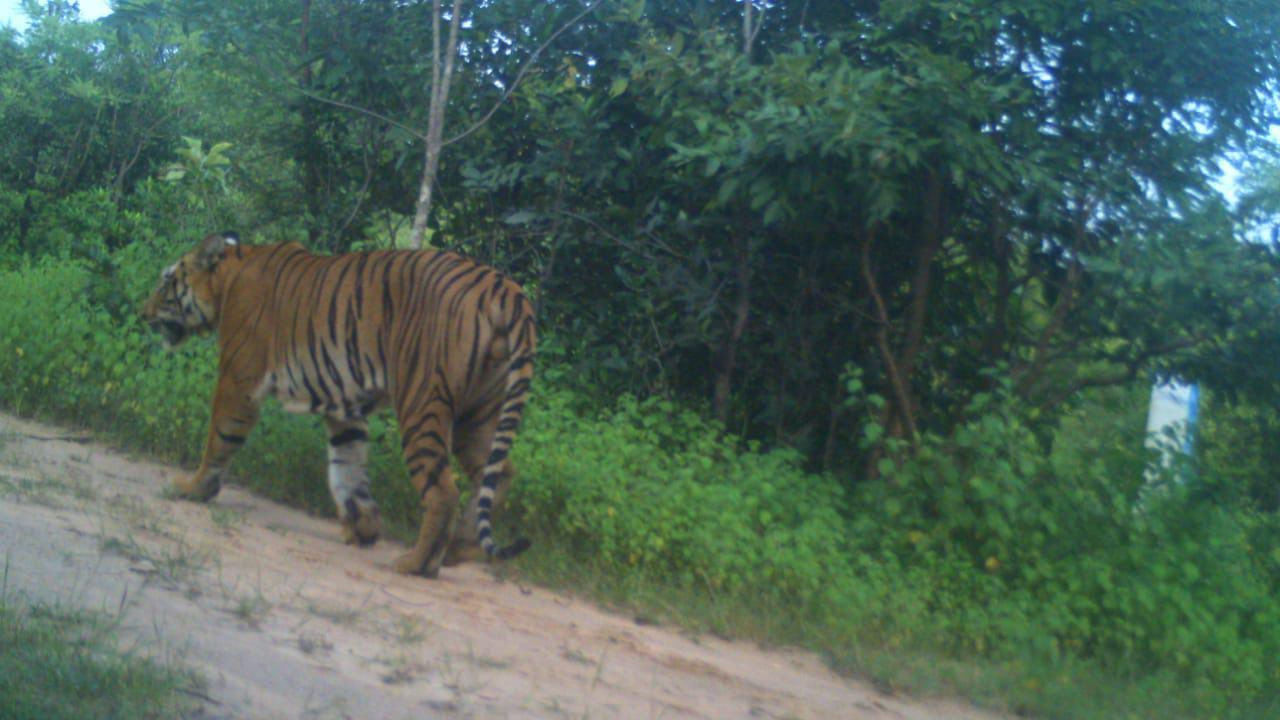 Tiger Attack: కొమురంభీం జిల్లా సరిహద్దుల్లో పెద్దపులి పంజా.. ఇద్దరు పశువుల కాపరుల మృత్యువాత