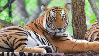 Army Dog: కథన సీమలో కొదమ సింహం.. ఉగ్రవాదులతో వీరోచితంగా పోరాడిన ఆర్మీ జాగిలం కన్నుమూత..