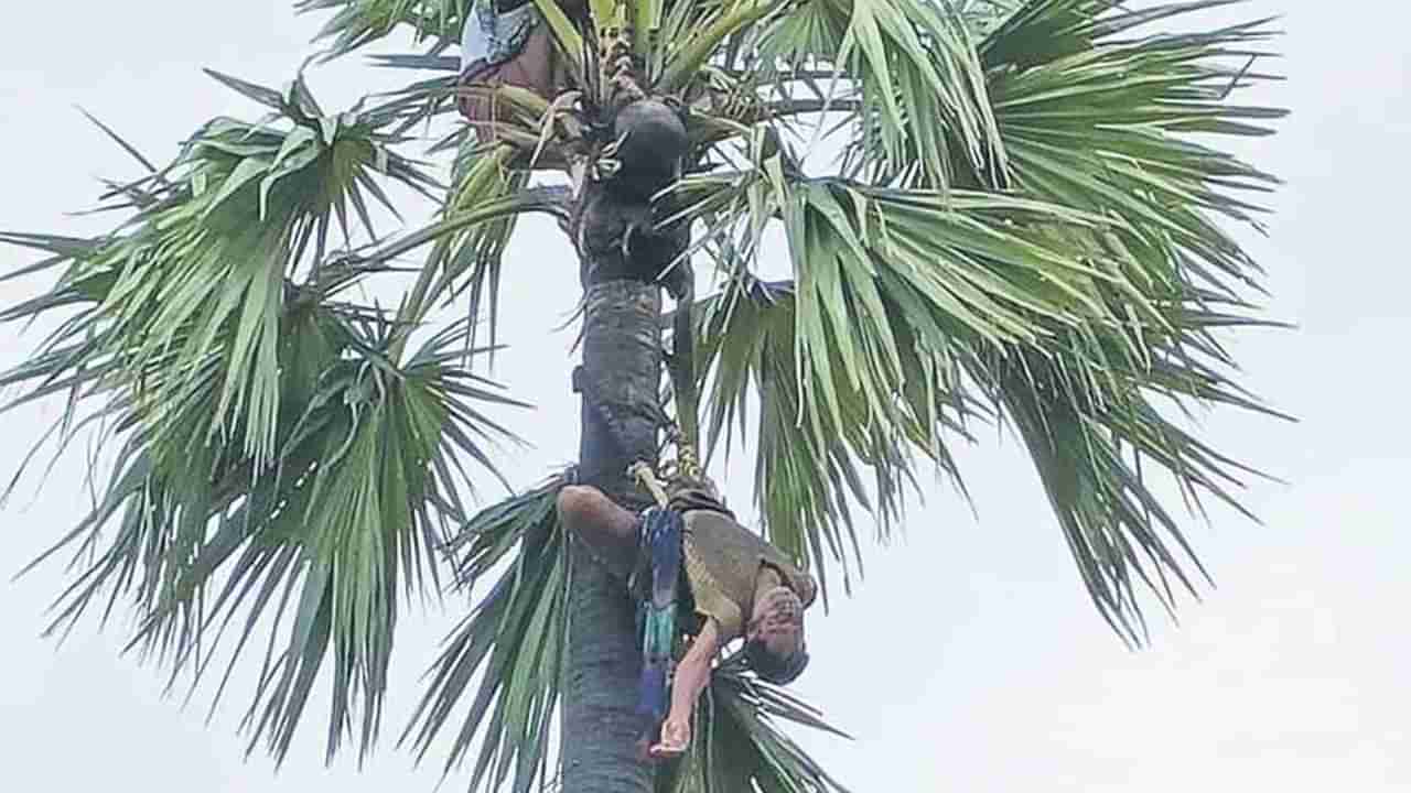 Telangana: జారిపోయిన మోకు.. 5 గంటలపాటు చెట్టుపైనే గీత కార్మికుడు... నరకయాతన