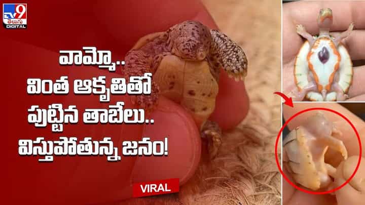 వామ్మో.. వింత ఆకృతితో పుట్టిన తాబేలు.. విస్తుపోతున్న జనం! వామ్మో.. వింత ఆకృతితో పుట్టిన తాబేలు.. విస్తుపోతున్న జనం!