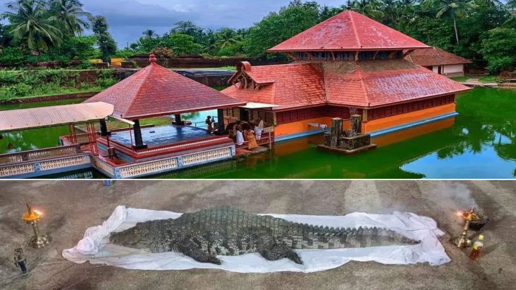 Vegetarian Crocodile