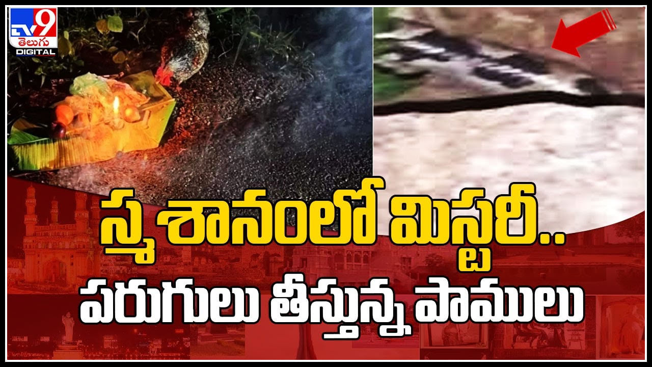 Venomous Snakes: వామ్మో ఇదే వింత.. స్మశానంలో విష సర్పాలు.. ఓ సమాధి నుంచి మరో సమాధికి జర్నీ..