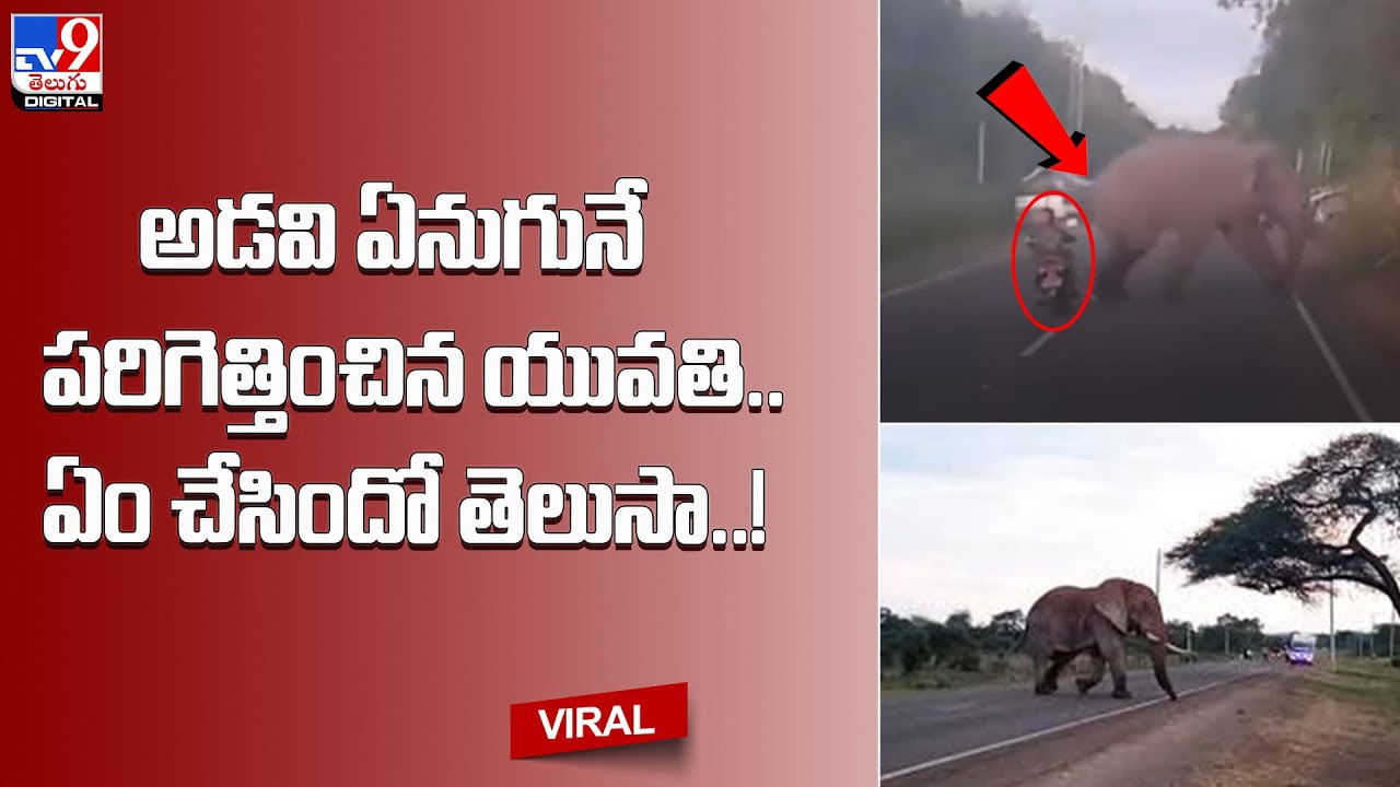 అడవి ఏనుగునే పరిగెత్తించిన యువతి.. ఏం చేసిందో తెలుసా..!(Video) అడవి ఏనుగునే పరిగెత్తించిన యువతి.. ఏం చేసిందో తెలుసా..!(Video)