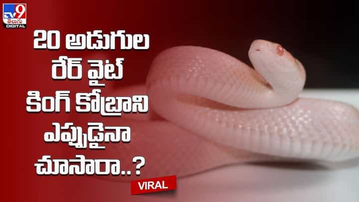 20 అడుగుల రేర్ వైట్ కింగ్ కోబ్రాని ఎప్పుడైనా చూసారా ?? 20 అడుగుల రేర్ వైట్ కింగ్ కోబ్రాని ఎప్పుడైనా చూసారా ??