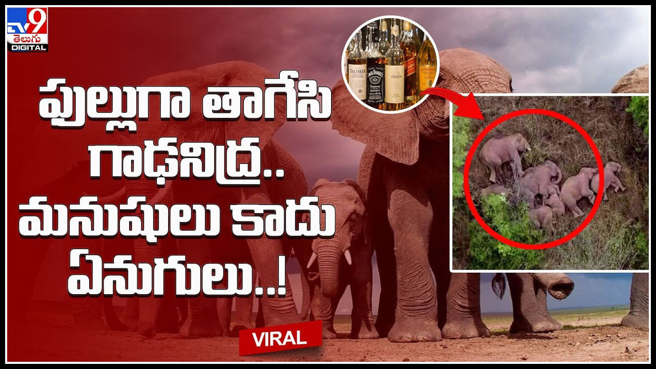 Elephant drink: ఫుల్లుగా తాగేసి గాఢనిద్ర.. మనుషులు కాదు ఏనుగులు..! వీడియో చూస్తే షాకే..