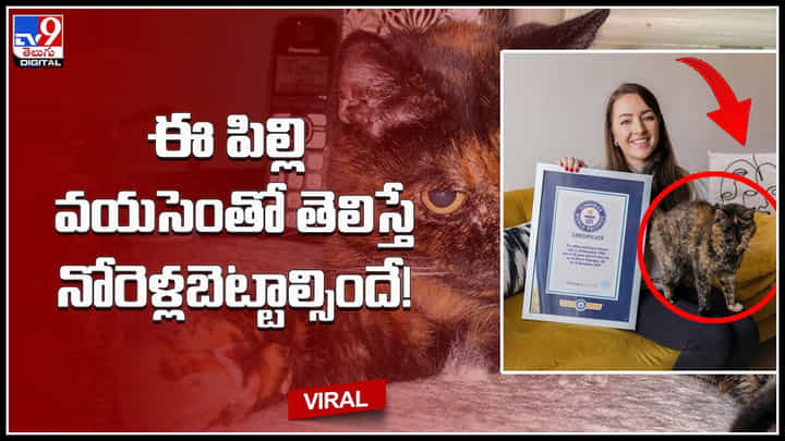 Worlds Oldest Cat: ఈ పిల్లి వయసెంతో తెలిస్తే నోరెళ్లబెట్టాల్సిందే.! ప్రపంచంలోనే అతిపెద్ద వయసున్న పిల్లి..