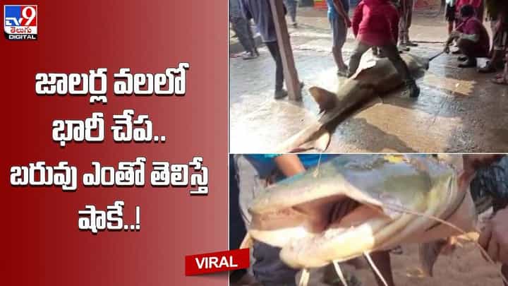 జాలర్ల వలలో భారీ చేప.. బరువు ఎంతో తెలిస్తే షాకే !! జాలర్ల వలలో భారీ చేప.. బరువు ఎంతో తెలిస్తే షాకే !!