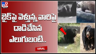 Monkey Reaction: విచిత్రమైన హెయిర్‌స్టైల్ చూసి.. మంకీ రియాక్షన్ మామూలుగా లేదుగా.!వీడియో