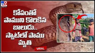 Groom Baarat: అయ్యో ఈ కొత్త పెళ్లి కొడుక్కి ఎన్ని కష్టాలో.. చివరికి గాడిదే దిక్కు.. ఫన్నీ వీడియో..